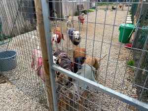 Dogs in a court yard